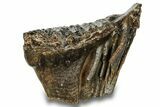 Fossil Woolly Mammoth Molar - Siberia #259875-3